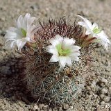 Mammillaria dioica ssp. angelensis S. Quintin BC, Mexico JLcoll.2517.jpg